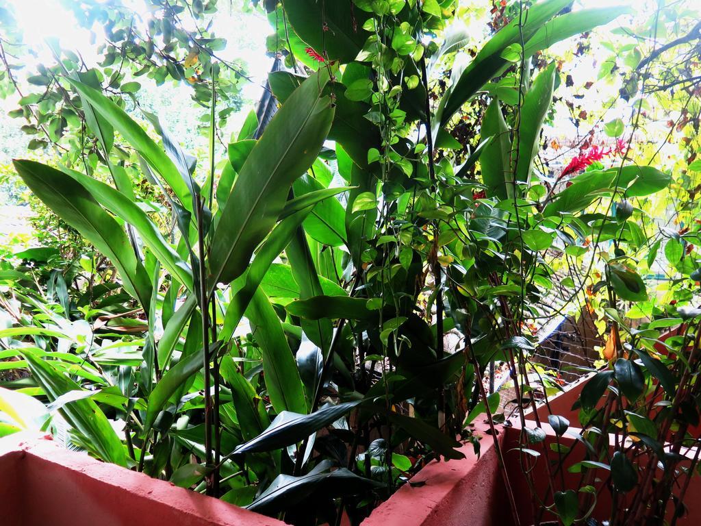 Para Ti Guesthouse Rio de Janeiro Luaran gambar